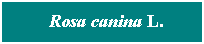 Cuadro de texto: &nbsp; Rosa canina L.
