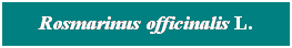Cuadro de texto: Rosmarinus officinalis L.
