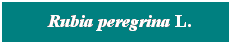 Cuadro de texto: &nbsp; Rubia peregrina L.
