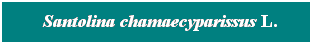 Cuadro de texto: &nbsp; Santolina chamaecyparissus L.
