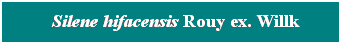 Cuadro de texto: &nbsp; Silene hifacensis Rouy ex. Willk
