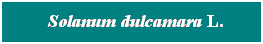 Cuadro de texto: &nbsp; Solanum dulcamara L.
