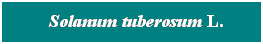 Cuadro de texto: &nbsp; Solanum tuberosum L.
