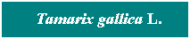 Cuadro de texto: &nbsp; Tamarix gallica L.
