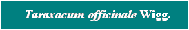 Cuadro de texto: &nbsp; Taraxacum officinale Wigg.

