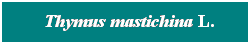 Cuadro de texto: &nbsp; Thymus mastichina L.
