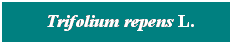 Cuadro de texto: &nbsp; Trifolium repens L.
