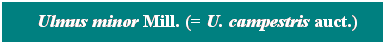 Cuadro de texto: &nbsp; Ulmus minor Mill. (= U. campestris auct.)
