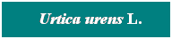 Cuadro de texto: &nbsp; Urtica urens L.
