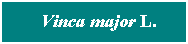 Cuadro de texto: &nbsp; Vinca major L.

