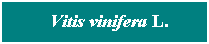 Cuadro de texto: &nbsp; Vitis vinifera L.
