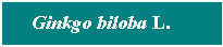 Cuadro de texto: Ginkgo biloba L.&nbsp; &nbsp;&nbsp; 
