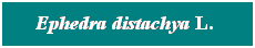 Cuadro de texto: &nbsp; Ephedra distachya L.&nbsp; &nbsp; 
