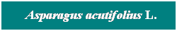 Cuadro de texto: &nbsp; Asparagus acutifolius L.
