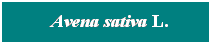 Cuadro de texto: &nbsp; Avena sativa L.
