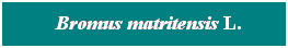 Cuadro de texto: &nbsp; Bromus matritensis L.

