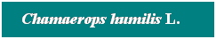 Cuadro de texto: Chamaerops humilis L. &nbsp;&nbsp; 
