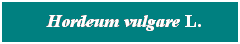 Cuadro de texto: &nbsp; Hordeum vulgare L.
