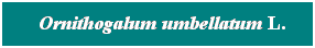 Cuadro de texto: &nbsp; Ornithogalum umbellatum L.
