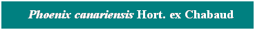 Cuadro de texto: &nbsp; Phoenix canariensis Hort. ex Chabaud

