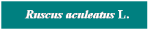 Cuadro de texto: &nbsp; Ruscus aculeatus L.
