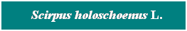 Cuadro de texto: &nbsp; Scirpus holoschoenus L.
