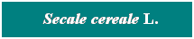 Cuadro de texto: &nbsp; Secale cereale L.
