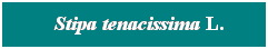 Cuadro de texto: &nbsp; Stipa tenacissima L.
