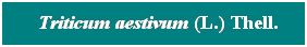 Cuadro de texto: &nbsp; Triticum aestivum (L.) Thell.
