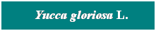 Cuadro de texto: &nbsp; Yucca gloriosa L.
